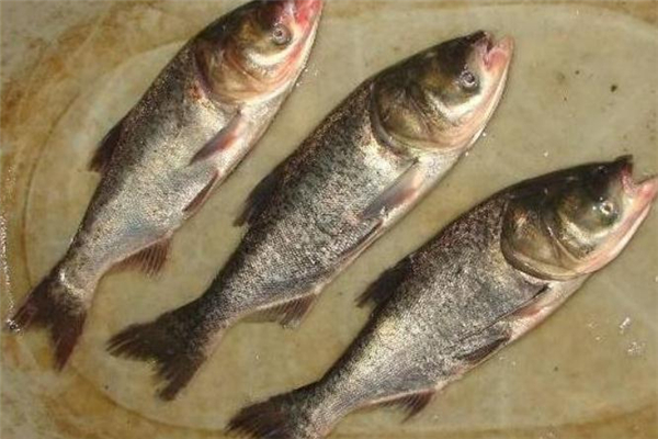 鳙鱼有哪些功效(鳙鱼的功效和作用)