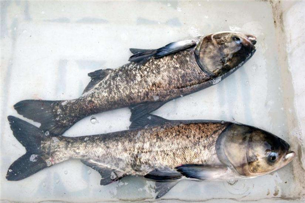 鳙鱼营养成分(鳙鱼营养成分)