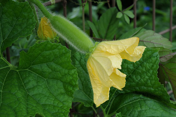★【丝瓜花茶】(丝瓜茶馓图片)