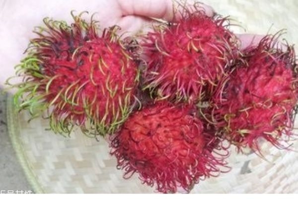 刘诗诗短发发型叫什么名字(刘诗诗短发发型图片) 刘诗诗短发发型叫什么名字(刘诗诗短发发型图片)