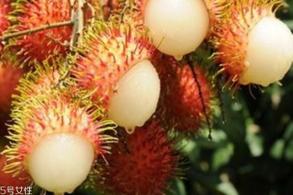 红毛丹是荔枝吗(红毛丹是荔枝吗?)