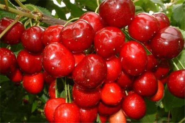 樱桃酒的功效有哪些(樱桃酒有什么功效) 樱桃酒的功效有哪些(樱桃酒有什么功效)