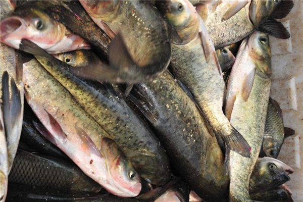 花鲢鱼的营养价值(花鲢鱼的营养价值及功效和作用)
