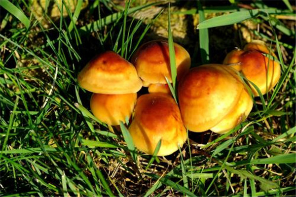 蘑菇怎么吃好(蘑菇怎么吃好吃怎么炒好吃)