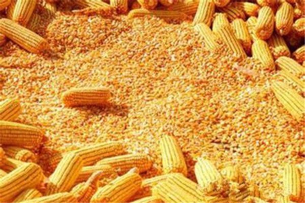 玉米不宜多吃(玉米不宜多吃)