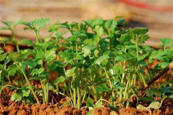 香菜的做法大全(香菜的做法大全家常)