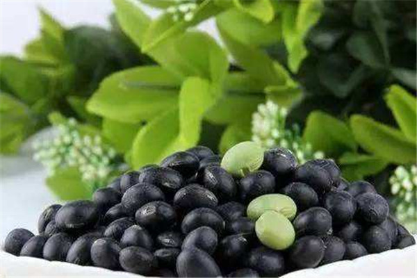 黑豆的功效有哪些(吃黑豆有什么好处) 黑豆的功效有哪些(吃黑豆有什么好处)