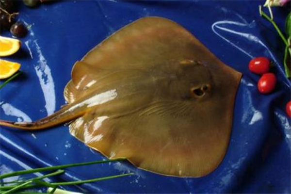 老板鱼的功效和作用(老板鱼的功效和作用) 老板鱼的功效和作用(老板鱼的功效和作用)