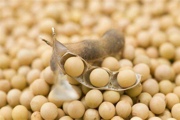 大豆油的食用处理方法(大豆油的正确食用方法)