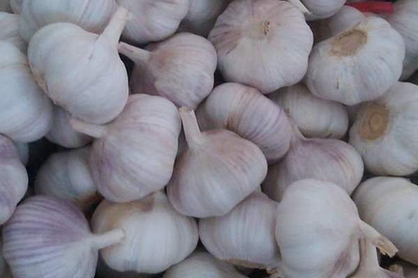 大蒜瘦身菜单(大蒜怎么减肥)