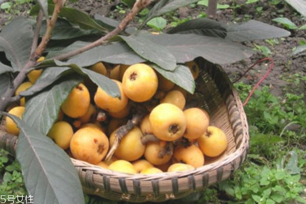 枇杷的选购(枇杷的选购方法)