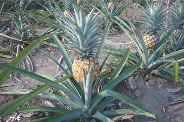 吃菠萝出血后要注意什么(吃菠萝出血了怎么办) 吃菠萝出血后要注意什么(吃菠萝出血了怎么办)