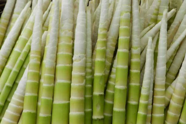 吃竹笋注意事项(吃竹笋注意事项) 吃竹笋注意事项(吃竹笋注意事项)