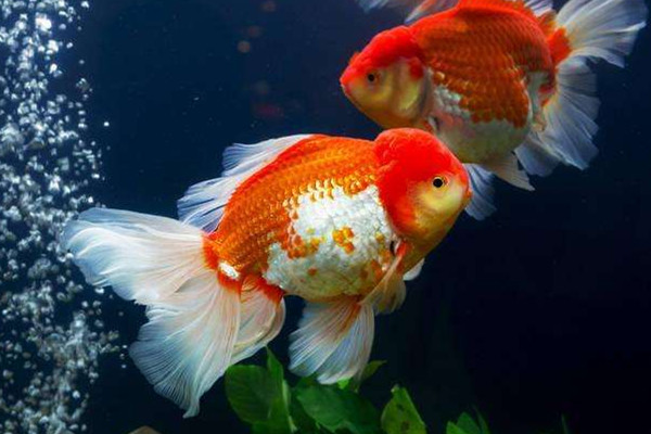 金鱼适合放生吗(金鱼适合放生吗)