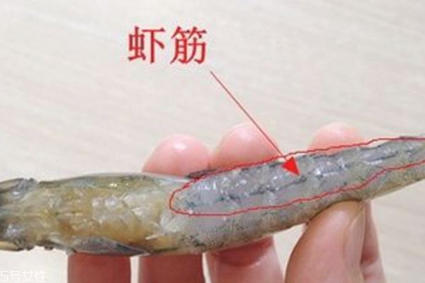 怎么弄断虾筋(虾筋怎么去掉) 怎么弄断虾筋(虾筋怎么去掉)