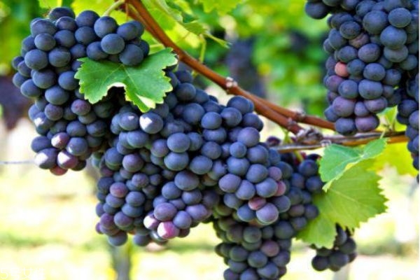 葡萄的营养价值(葡萄的营养价值和功效有哪些)