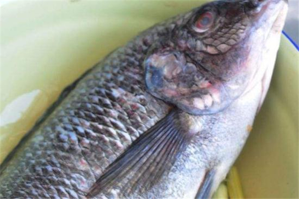 罗非鱼怎么做好吃(罗非鱼怎么做好吃又简单家常的)