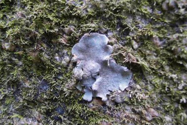 石耳的营养价值(石耳的营养价值及功效)