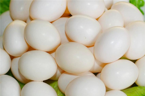 鸽子蛋的营养价值(鸽子蛋的营养价值及功效)