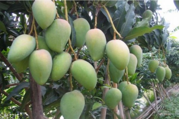 怎么判断芒果是否熟了(怎么判断芒果是否熟了)