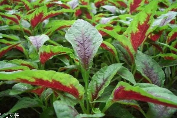 十大植物性补血食材(植物补血种类)