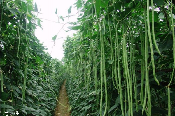 豇豆适合和什么一起吃(豇豆适合和什么一起吃) 豇豆适合和什么一起吃(豇豆适合和什么一起吃)