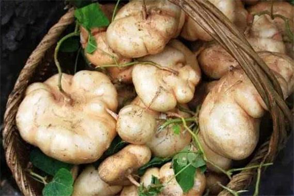 凉薯有哪些功效(凉薯有哪些功效) 凉薯有哪些功效(凉薯有哪些功效)