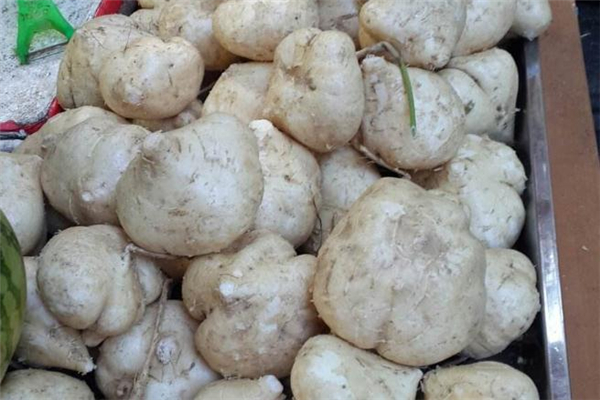 凉薯如何挑选(凉薯如何挑选) 凉薯如何挑选(凉薯如何挑选)