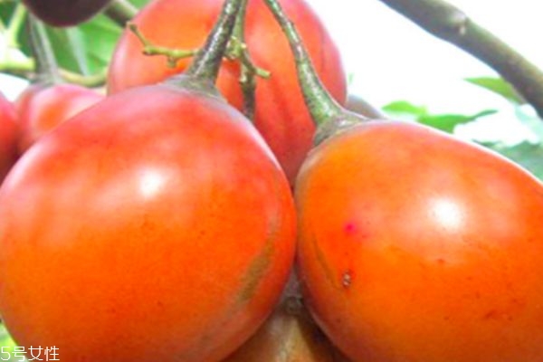 树番茄能润肠通便(树番茄的功效)