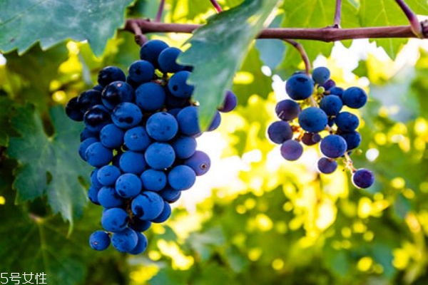 提子如何清洗(提子如何清洗干净)