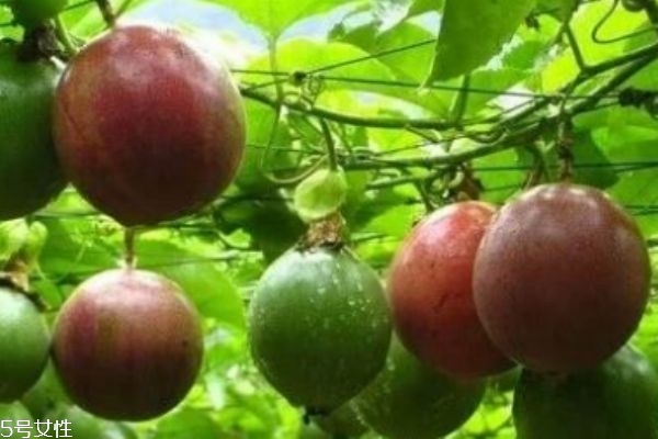 百香果的营养价值(百香果的营养价值和食用功效)