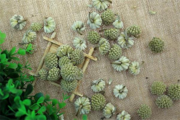 绿萝花茶的功效(绿萝花茶的功效和作用)