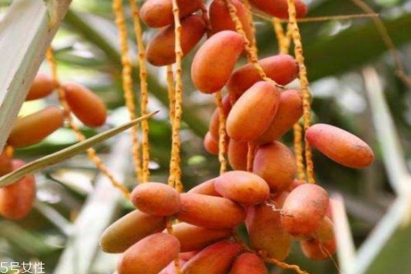 椰枣每天吃多少壮阳(一天吃多少椰枣可以壮阳)