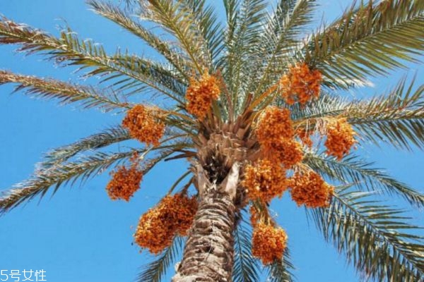 椰枣是蜜饯吗(椰枣是蜜饯吗)