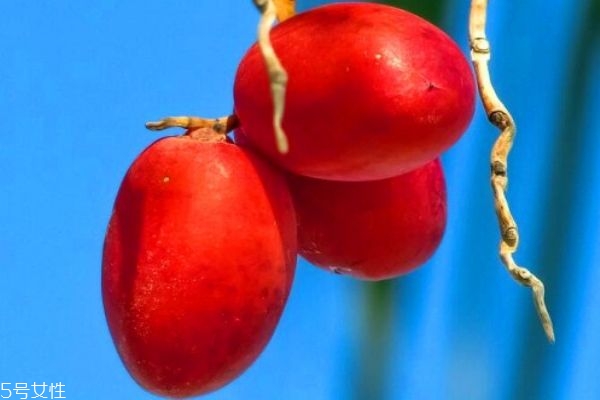 什么人不宜吃椰枣(什么人不宜吃椰枣) 什么人不宜吃椰枣(什么人不宜吃椰枣)