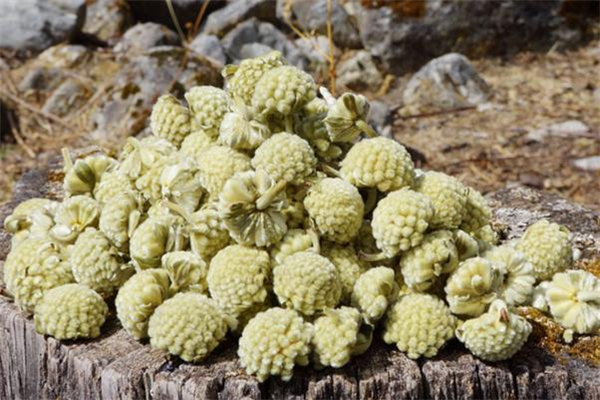 绿萝花茶的功效和作用(绿萝花茶的功效和作用)