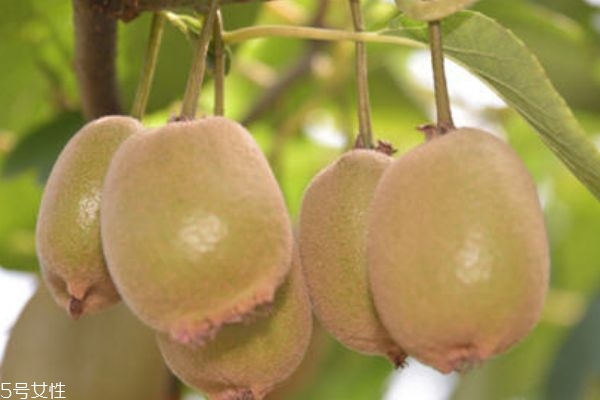 猕猴桃变软的小窍门(怎样使猕猴桃变软)