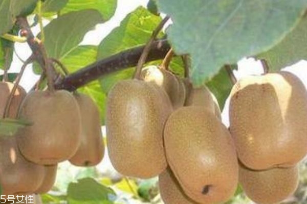 猕猴桃和奇异果的区别(猕猴桃和奇异果的区别在哪里)