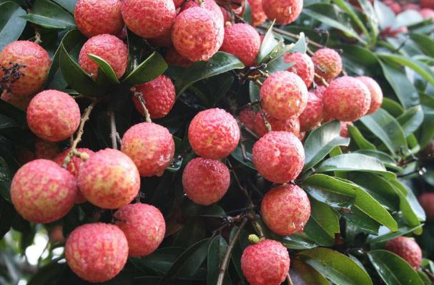 荔枝能和芒果一起吃吗(荔枝能和芒果一起吃吗?)