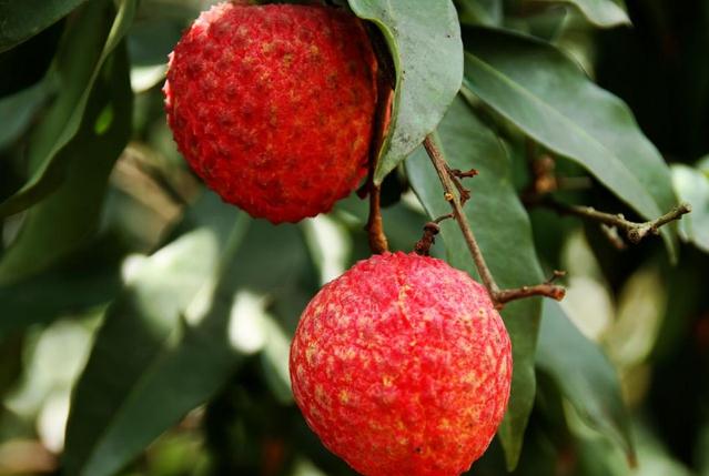 吃荔枝有哪些好处(吃荔枝有哪些好处) 吃荔枝有哪些好处(吃荔枝有哪些好处)