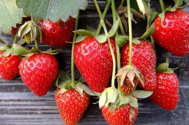 吃草莓会长胖吗(草莓能减肥吗) 吃草莓会长胖吗(草莓能减肥吗)