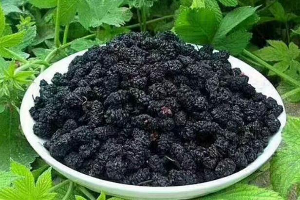 吃桑葚干有什么副作用(桑葚干有副作用吗)