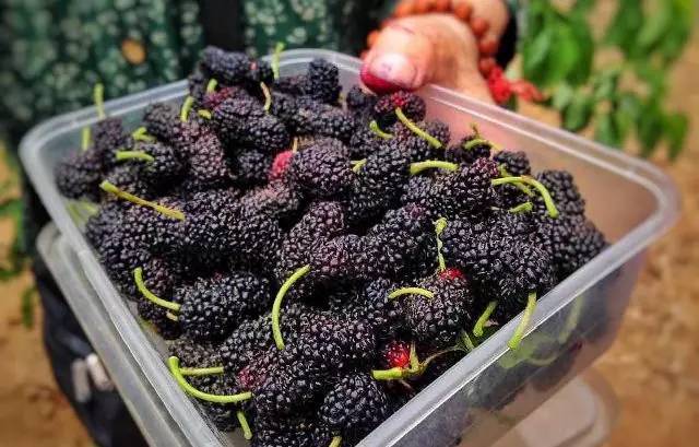 桑葚放一天会不会坏(桑葚放一天会不会坏)