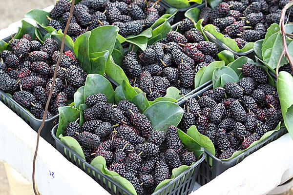 桑葚不能和什么一起吃(桑葚不能和什么一起吃 禁忌) 桑葚不能和什么一起吃(桑葚不能和什么一起吃 禁忌)