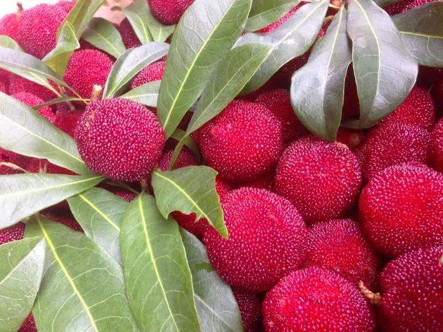 水果是饭前吃好还是饭后吃好(水果是饭前吃好还是饭后吃好?)