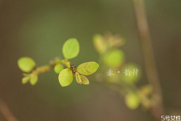 立春有什么讲究(立春有什么讲究和禁忌)