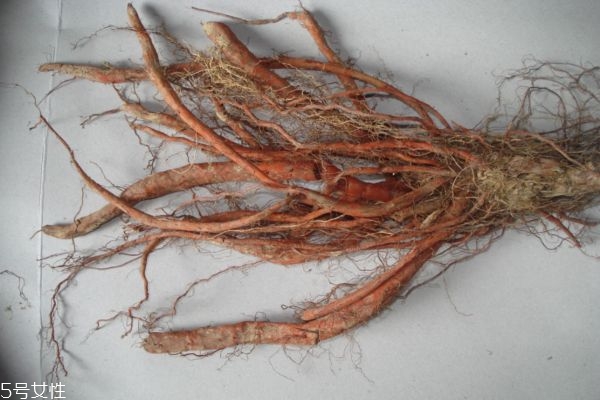 丹参泡水喝的功效(丹参泡水喝的功效和作用禁忌)