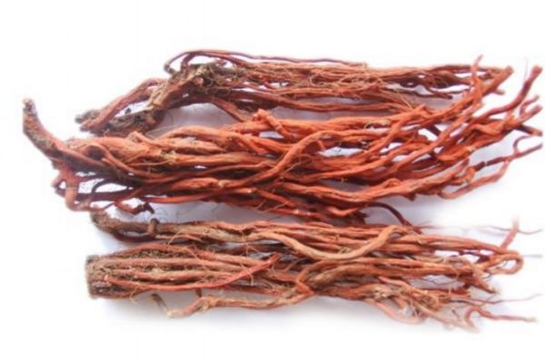 丹参的应用(丹参的应用配伍禁忌) 丹参的应用(丹参的应用配伍禁忌)