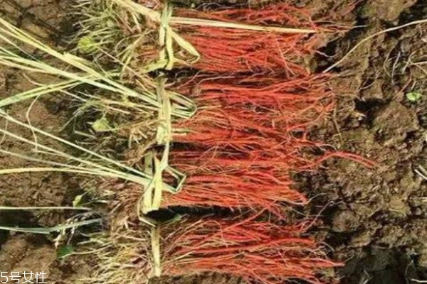 丹参有什么功效和作用(丹参有什么好处)