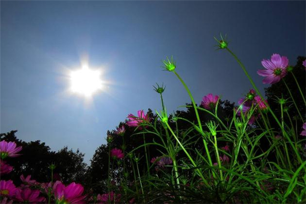 秋老虎是什么意思(秋老虎是什么意思啊) 秋老虎是什么意思(秋老虎是什么意思啊)